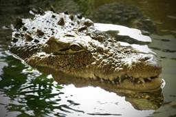 Das Nilkrokodil Theophila lebt ...